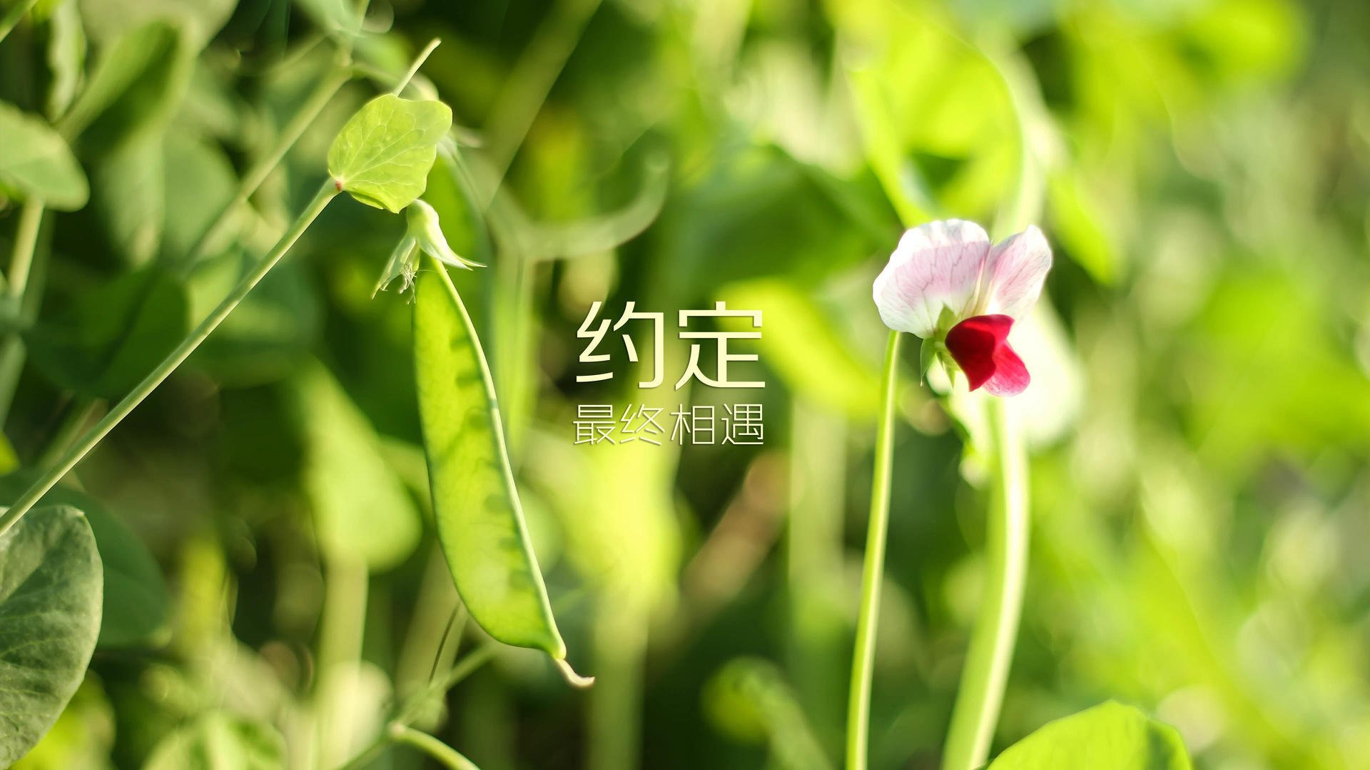 男篮青年队战术表现获业内人士肯定发展潜力大，中国青年男子篮球队