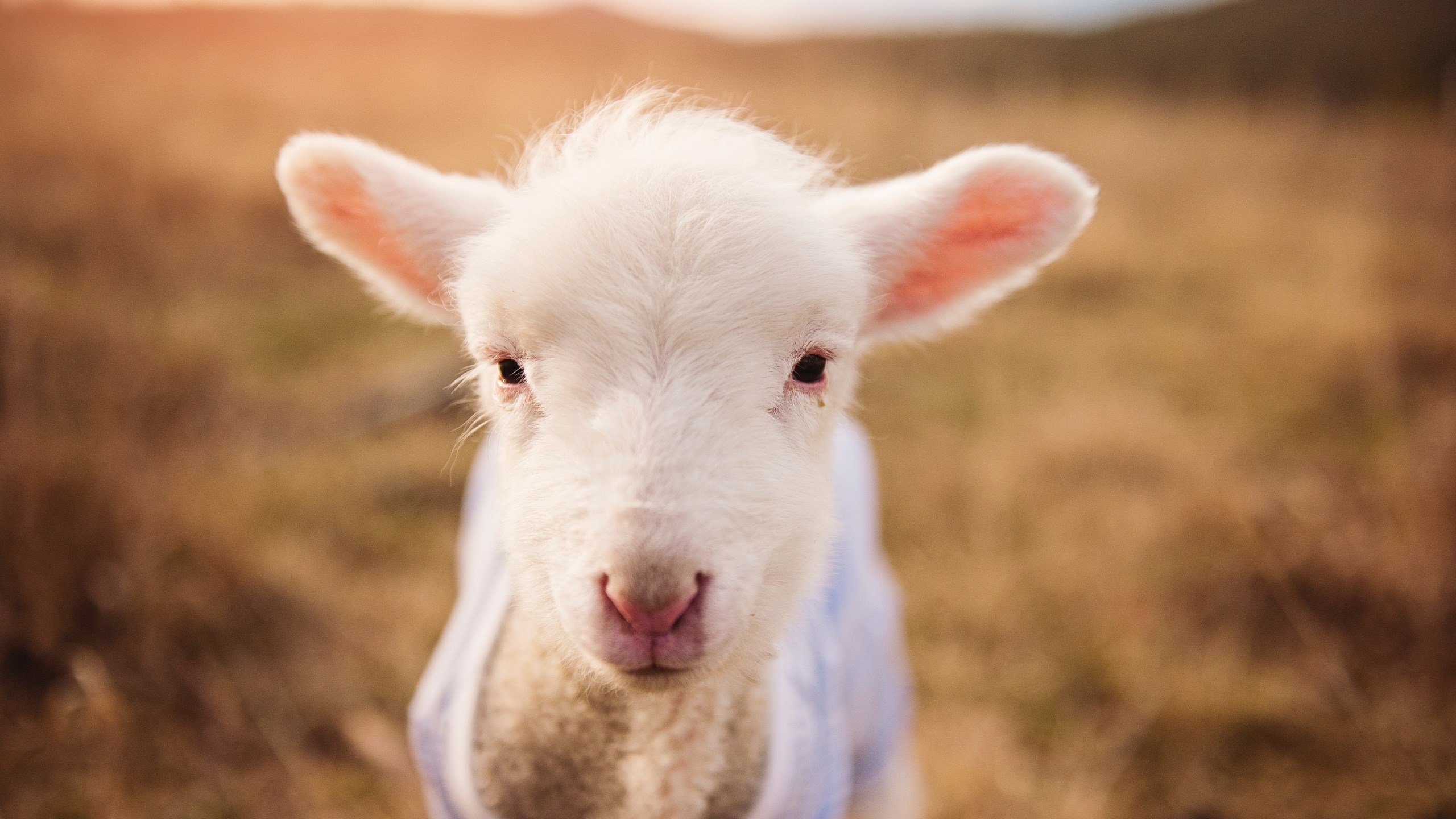 开云·Kaiyun网页版-青少年足球智慧训练营全面启用，培养技术与战术全面发展的未来球员